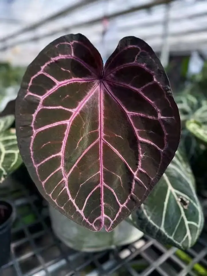 8月广州?奥斯卡植物园@你来世界热植展啦