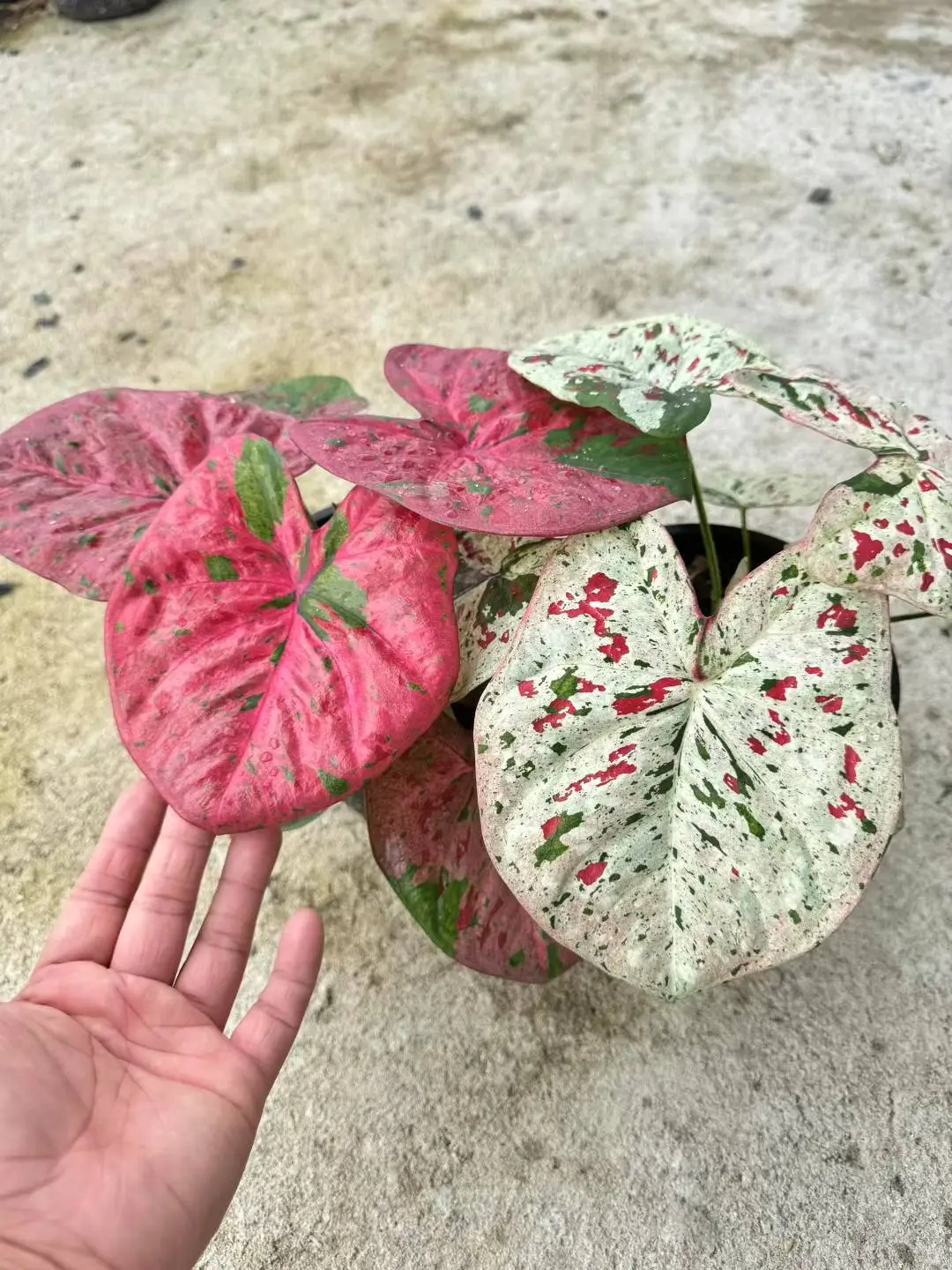 8月广州?奥斯卡植物园@你来世界热植展啦