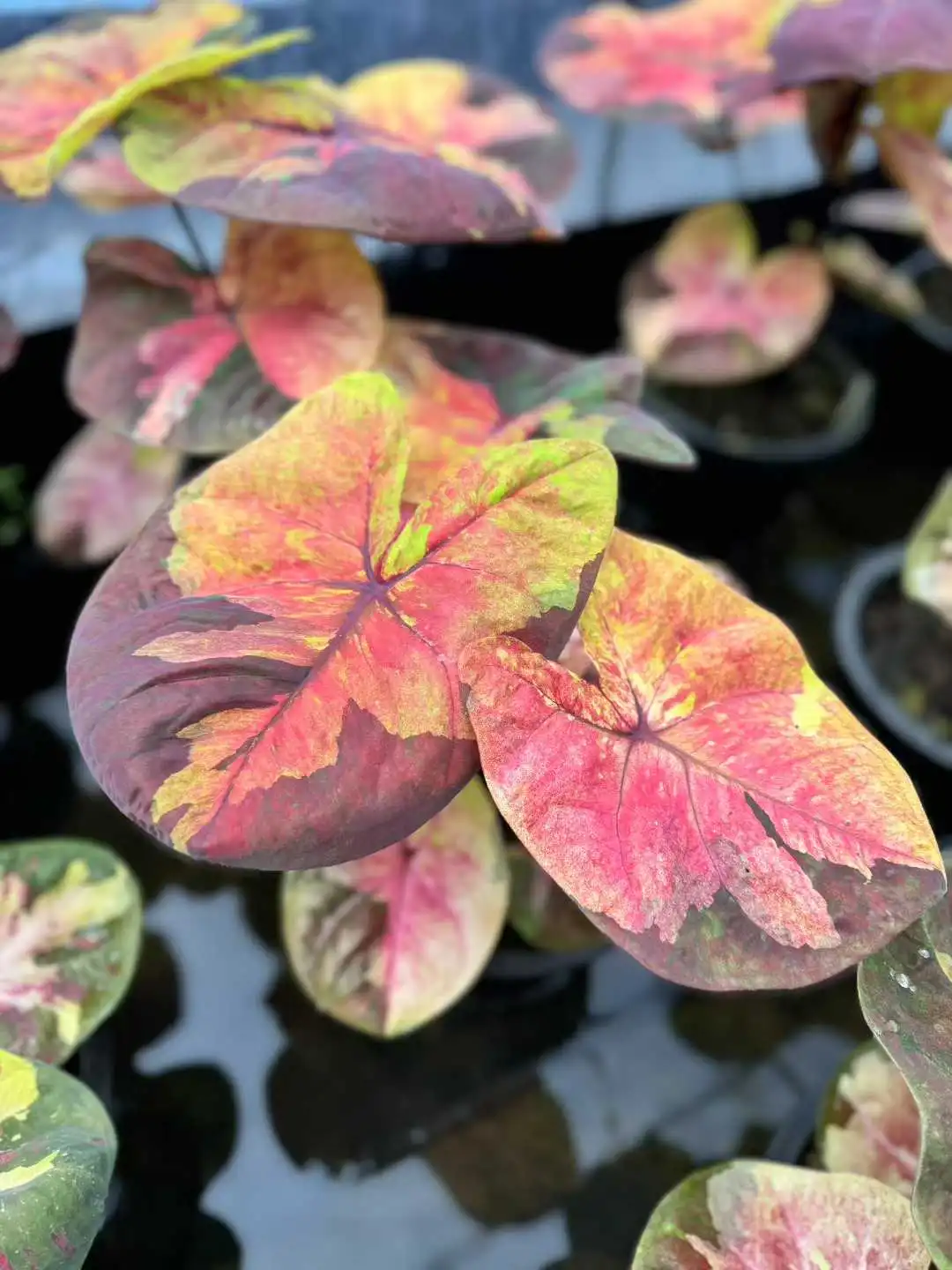 8月广州?奥斯卡植物园@你来世界热植展啦