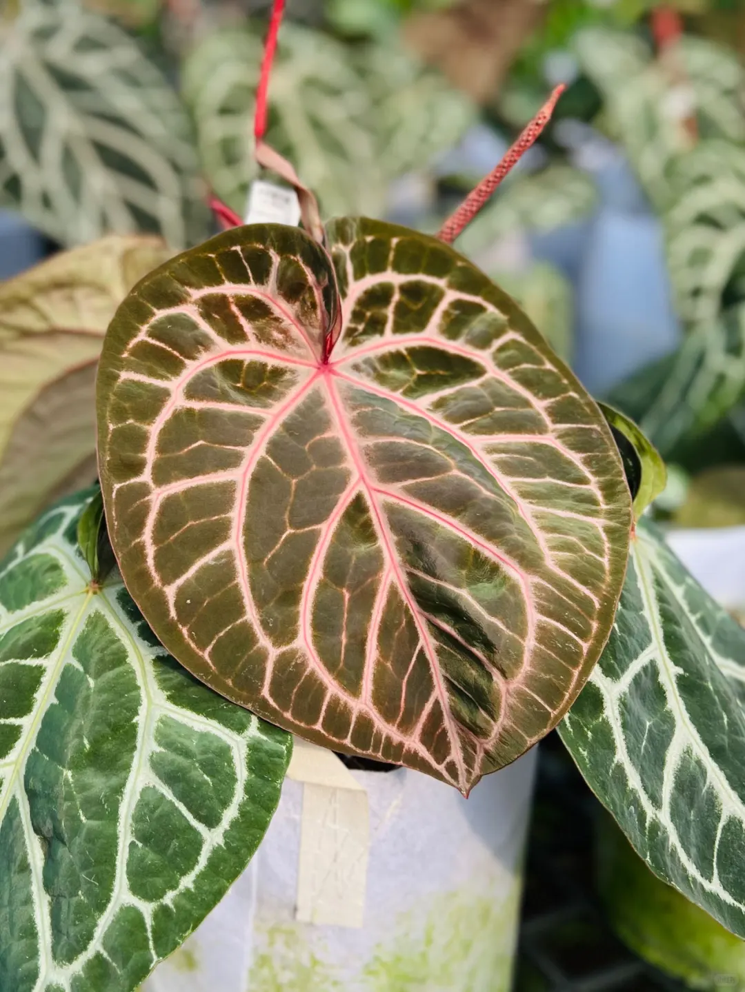 8月广州?奥斯卡植物园@你来世界热植展啦