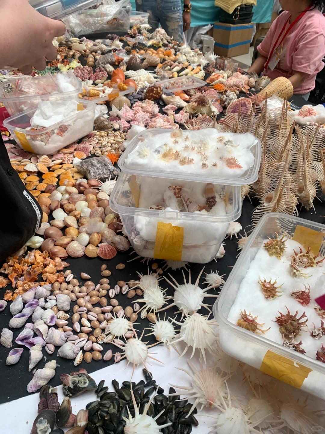 广州贝壳展，攻略来了