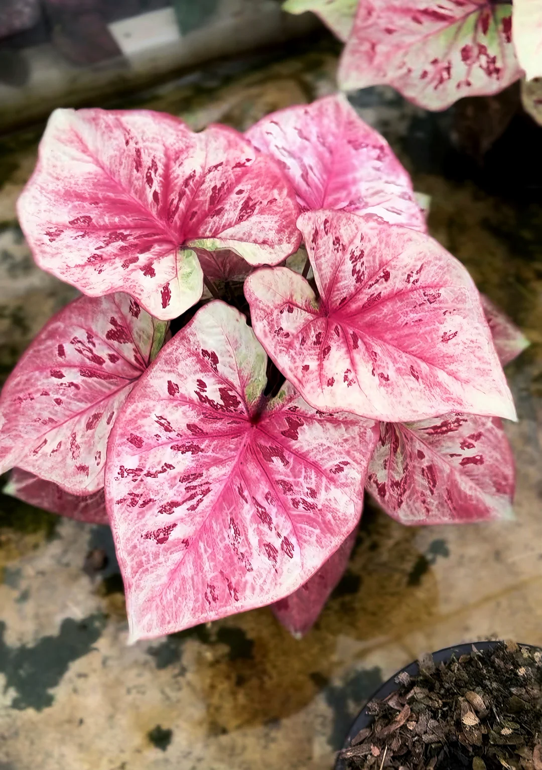 8月广州?奥斯卡植物园@你来世界热植展啦