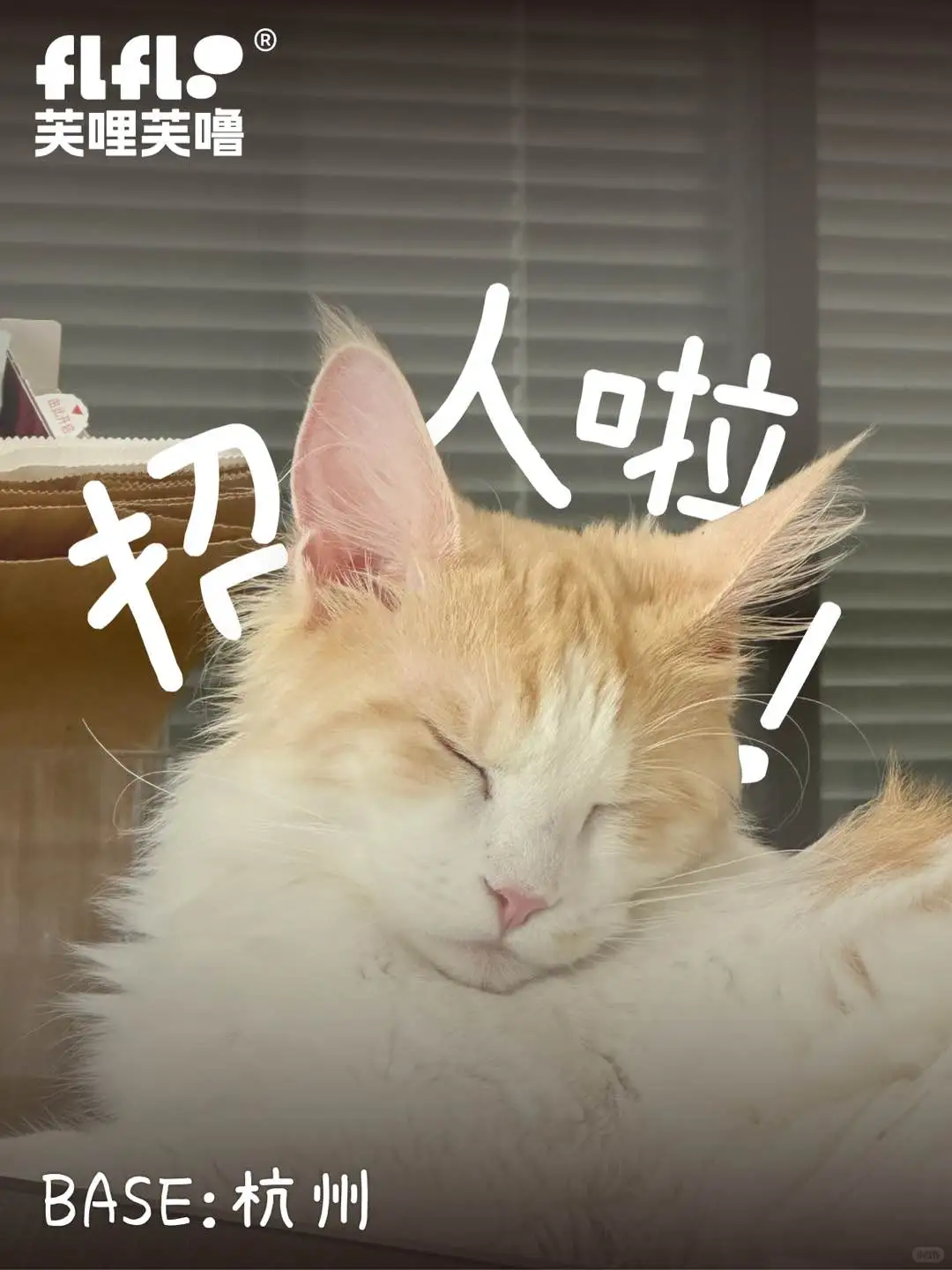 上海亚宠展兼职招募 | 宠物脑袋速来贴贴！