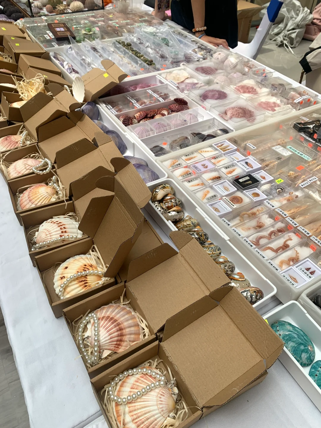 广州贝壳展，攻略来了