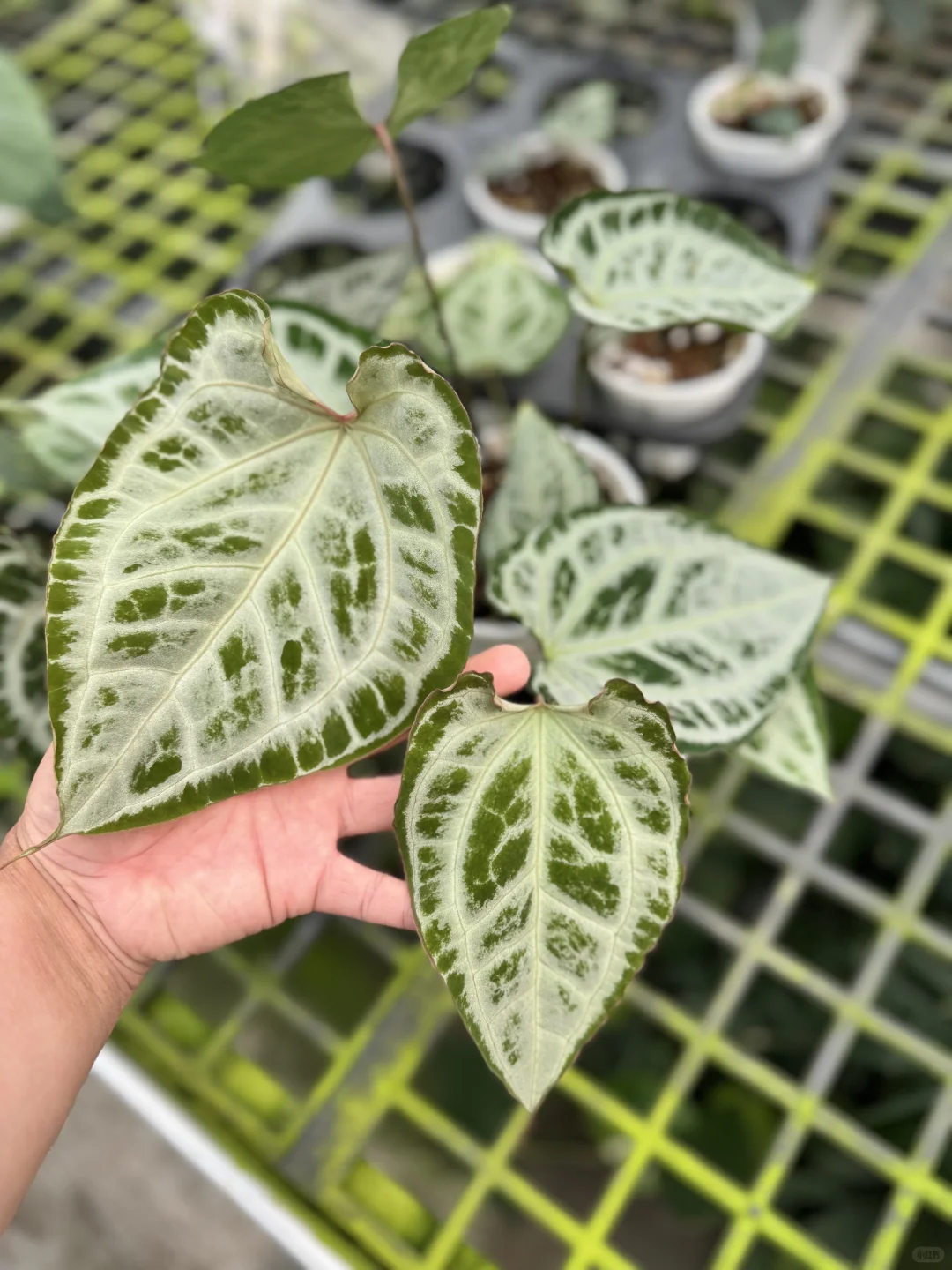 8月广州?奥斯卡植物园@你来世界热植展啦