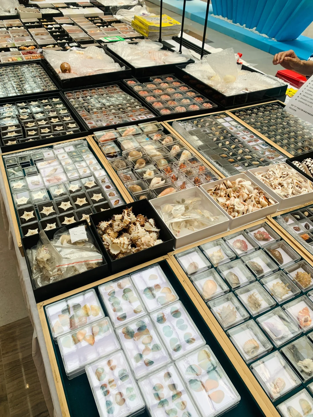 广州贝壳展，攻略来了