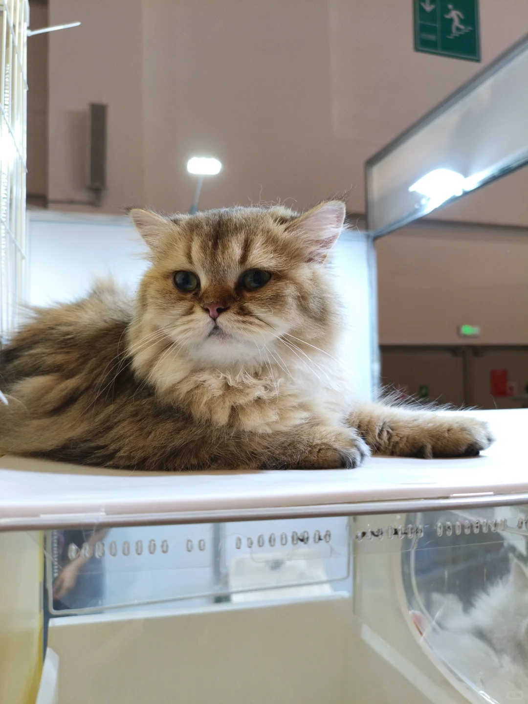 第八届昆明东盟宠物博览会逛后体验！