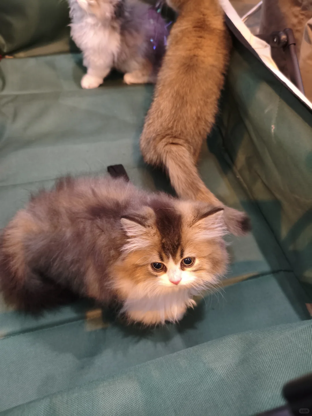 第八届昆明东盟宠物博览会逛后体验！