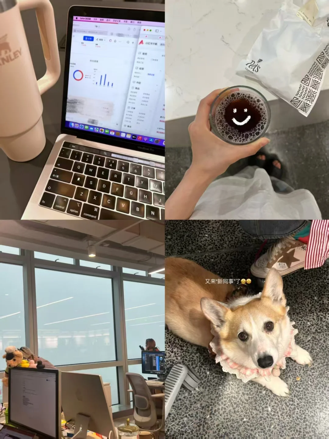 友情提示：留学生回国请无脑冲宠物外企！