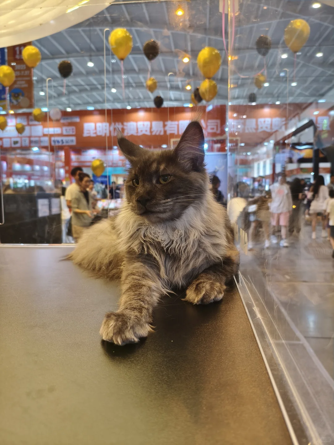 第八届昆明东盟宠物博览会逛后体验！