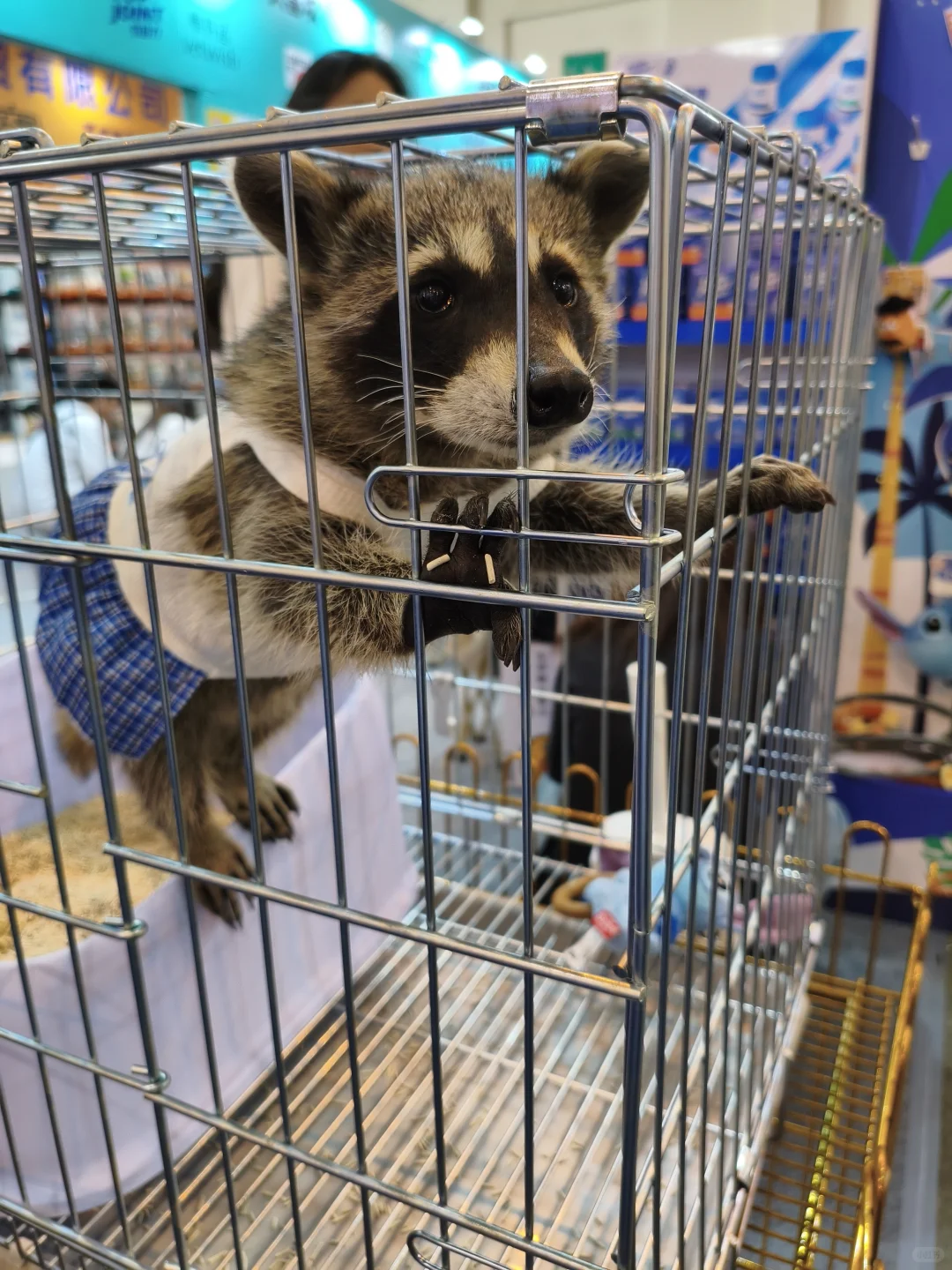 第八届昆明东盟宠物博览会逛后体验！