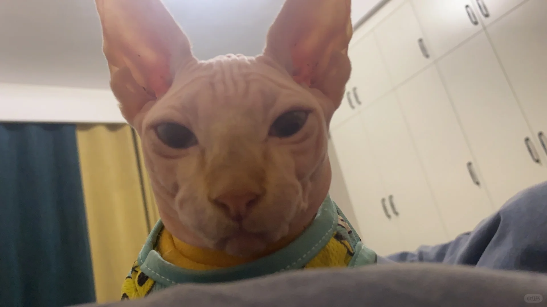 世界宠物博览会羊毛