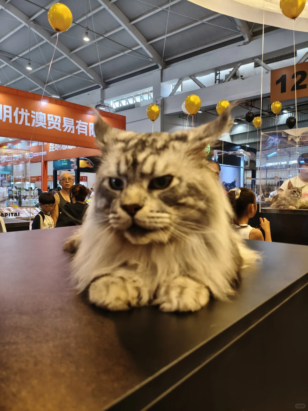 第八届昆明东盟宠物博览会逛后体验！