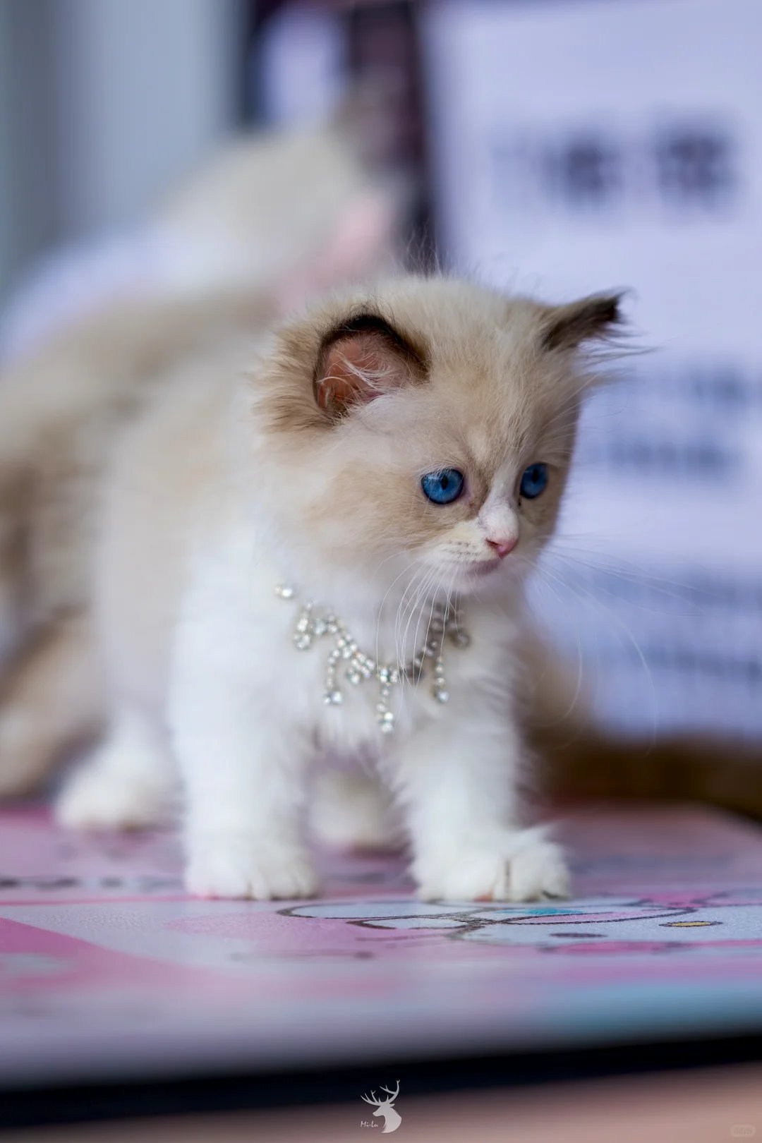 ?? 西安宠物博览会：铲屎官的天堂