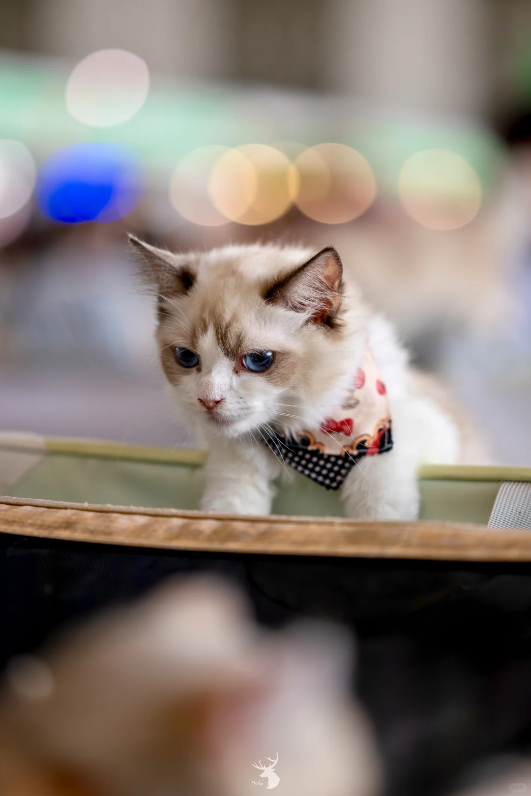 ?? 西安宠物博览会：铲屎官的天堂