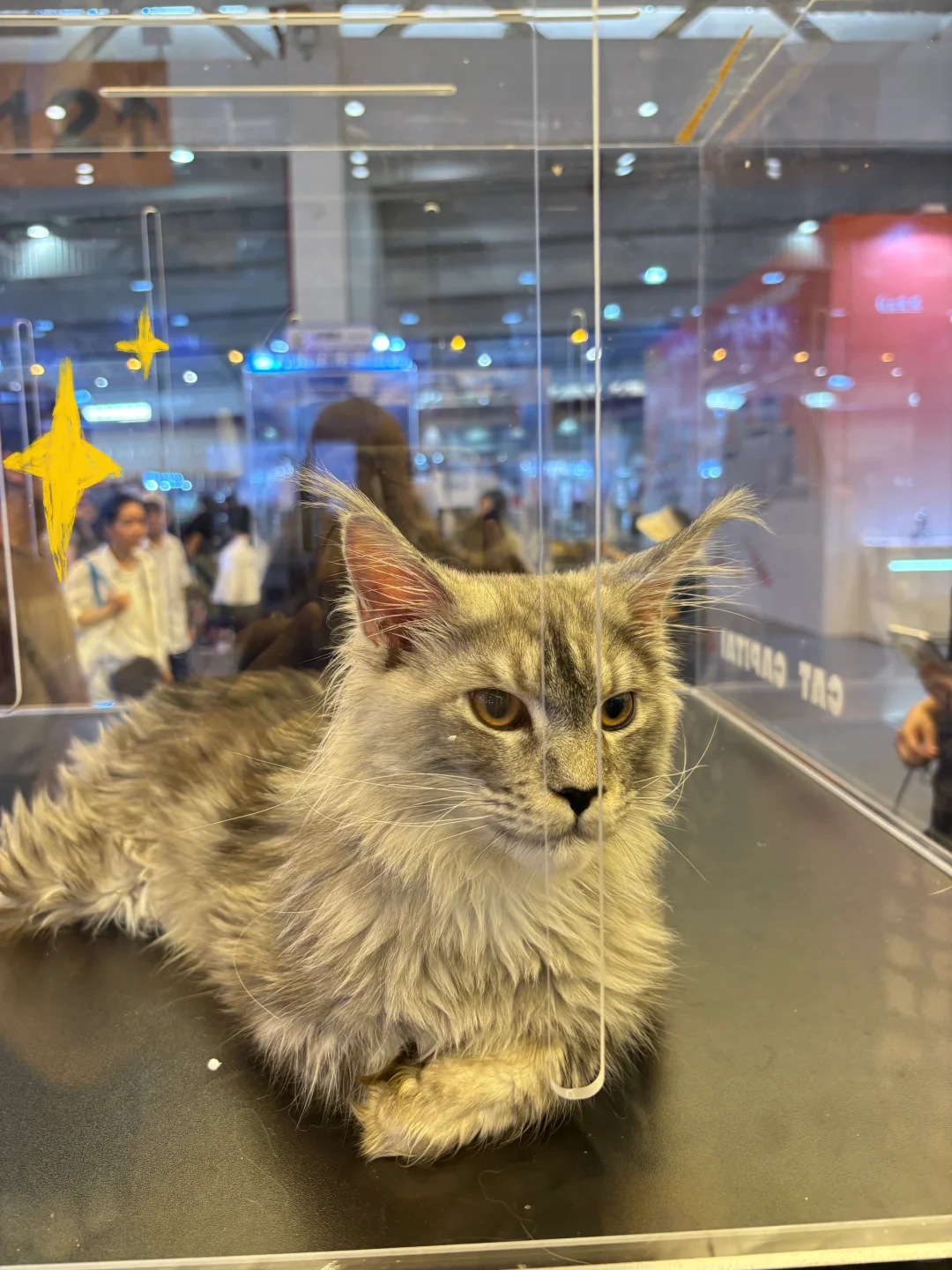 和好闺闺去逛了第八届昆明东盟宠物博览会