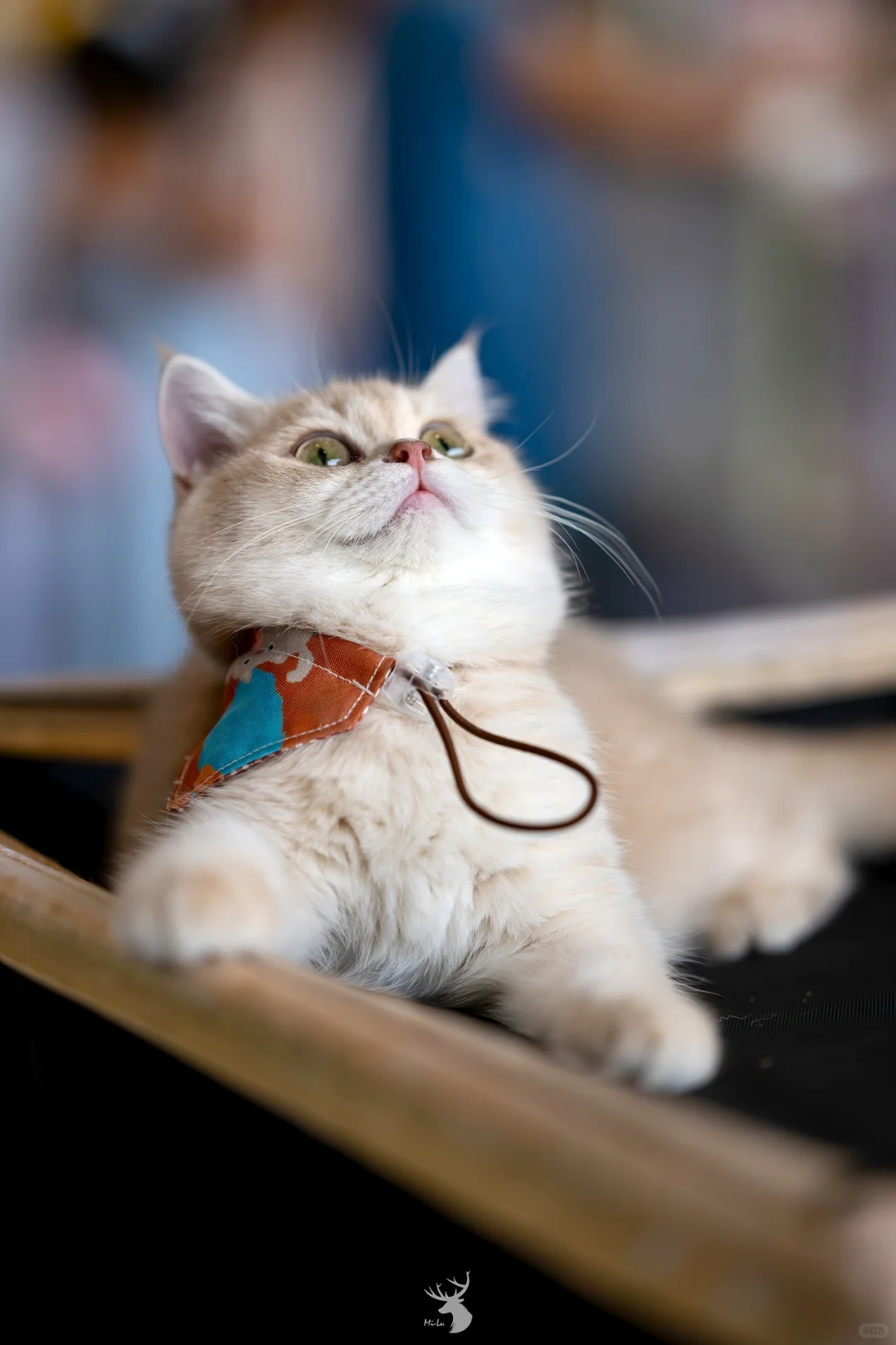 ?? 西安宠物博览会：铲屎官的天堂