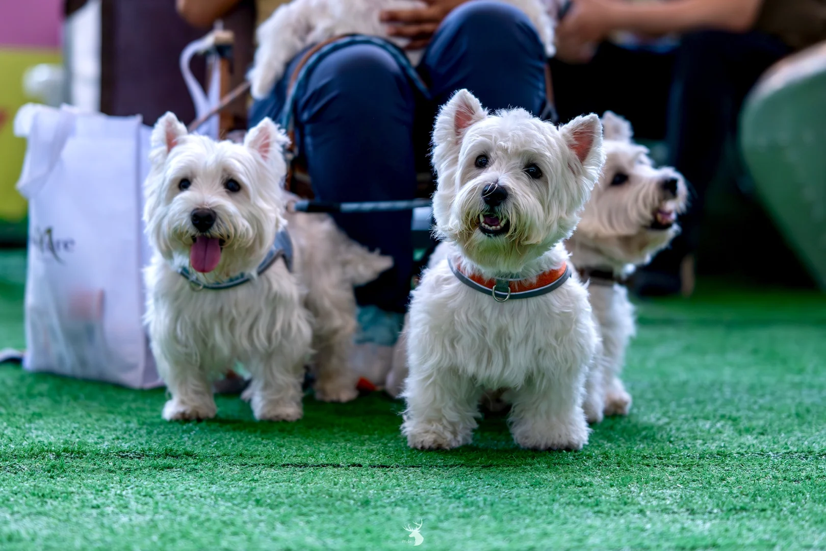 ?? 西安宠物博览会：铲屎官的天堂