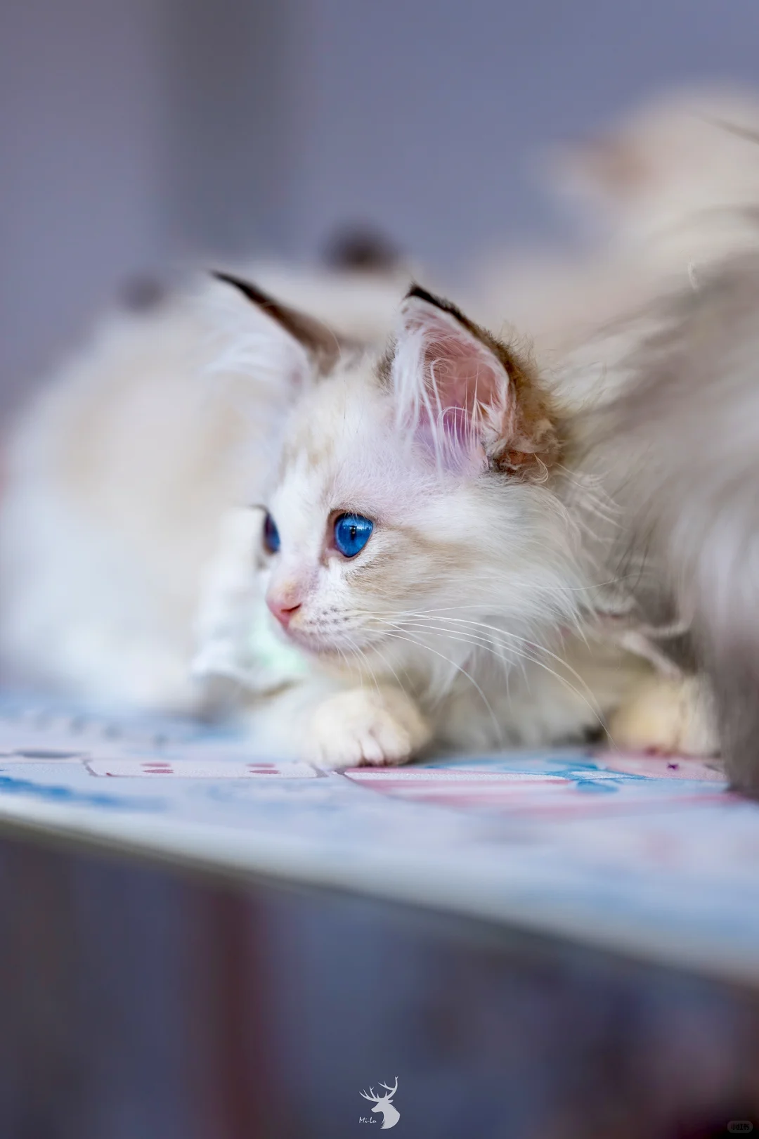 ?? 西安宠物博览会：铲屎官的天堂