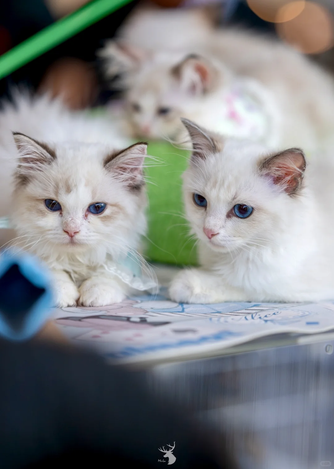 ?? 西安宠物博览会：铲屎官的天堂