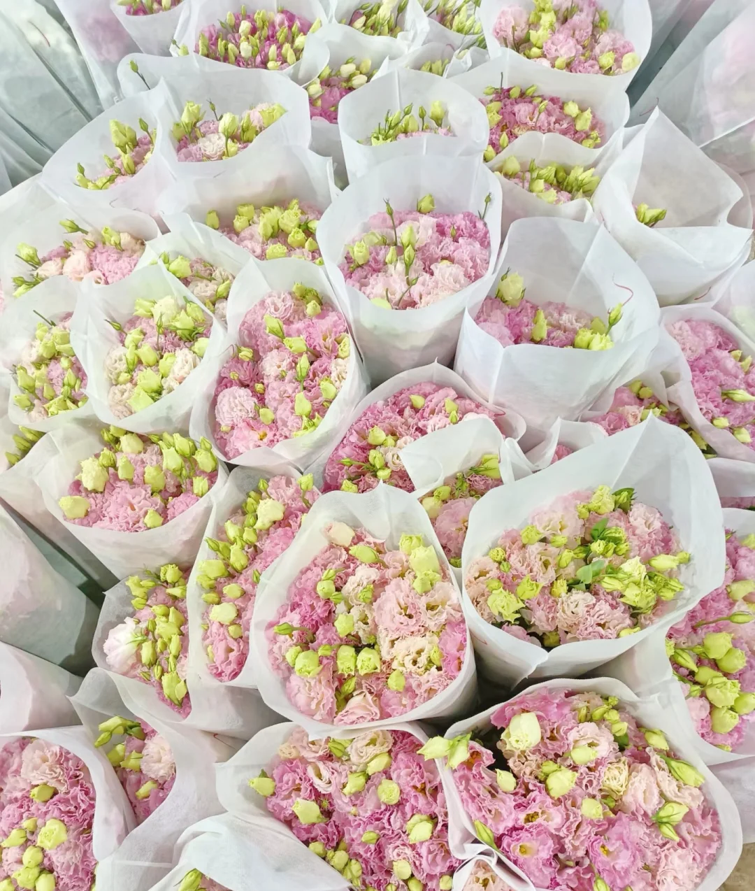 在南京！桔梗 团购批发