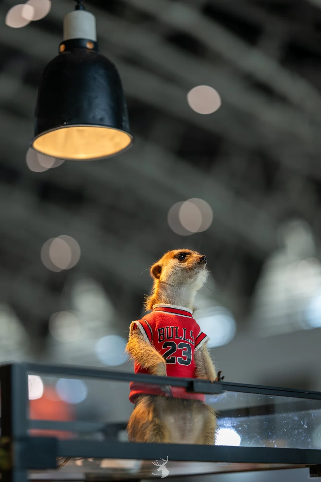 ?? 西安宠物博览会：铲屎官的天堂