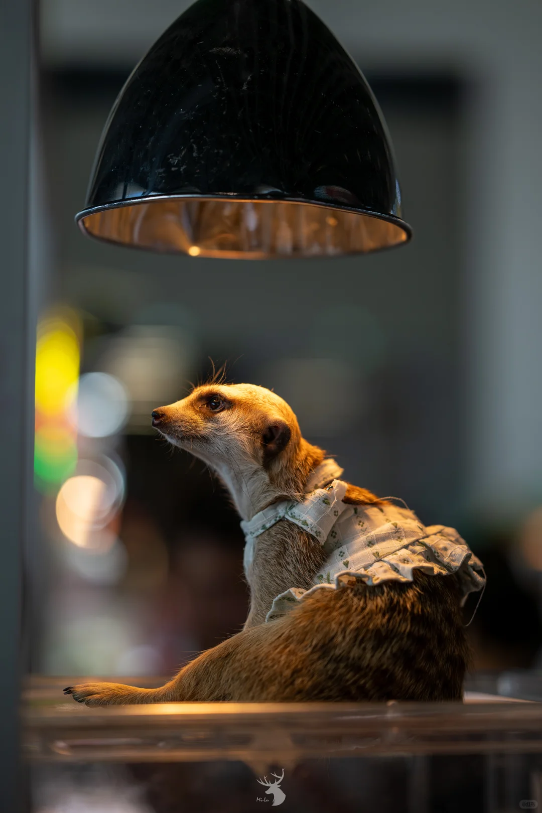 ?? 西安宠物博览会：铲屎官的天堂