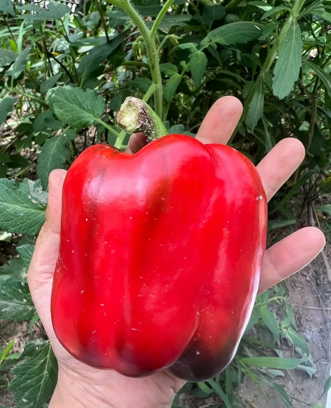 社区私域团购其实很好玩的