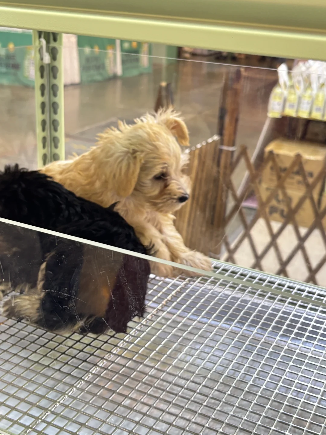 和好闺闺去逛了第八届昆明东盟宠物博览会