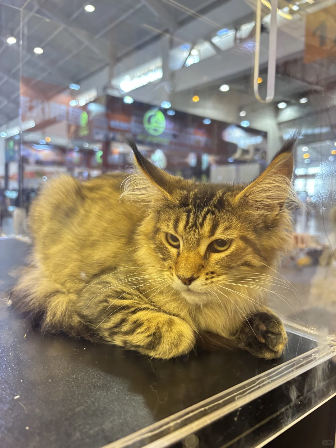 和好闺闺去逛了第八届昆明东盟宠物博览会