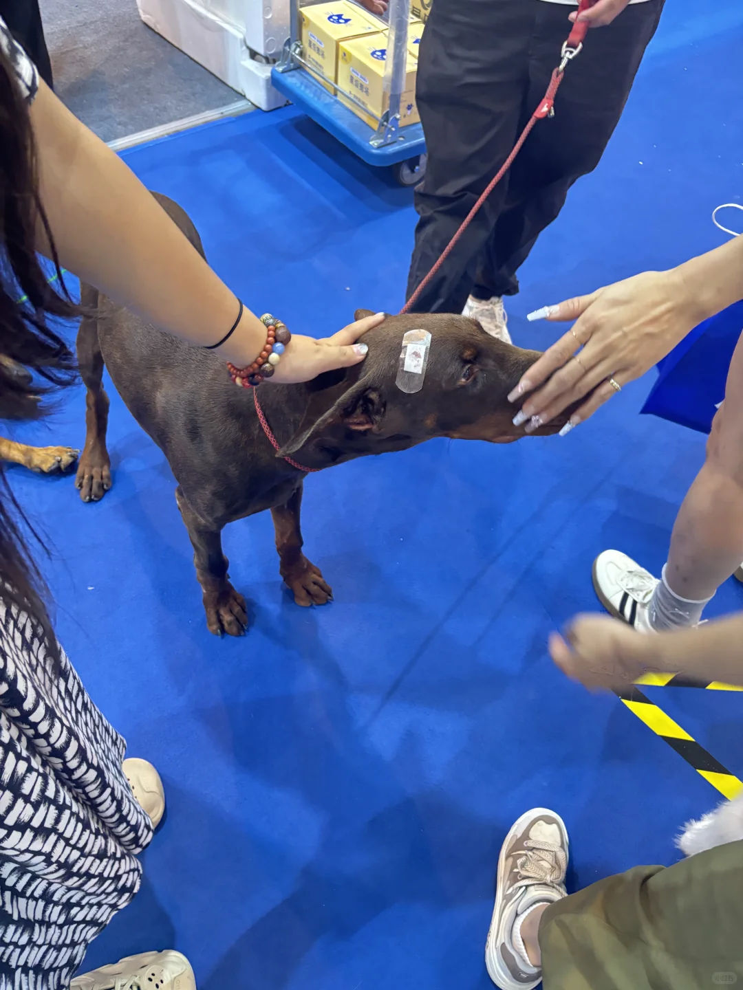 和好闺闺去逛了第八届昆明东盟宠物博览会