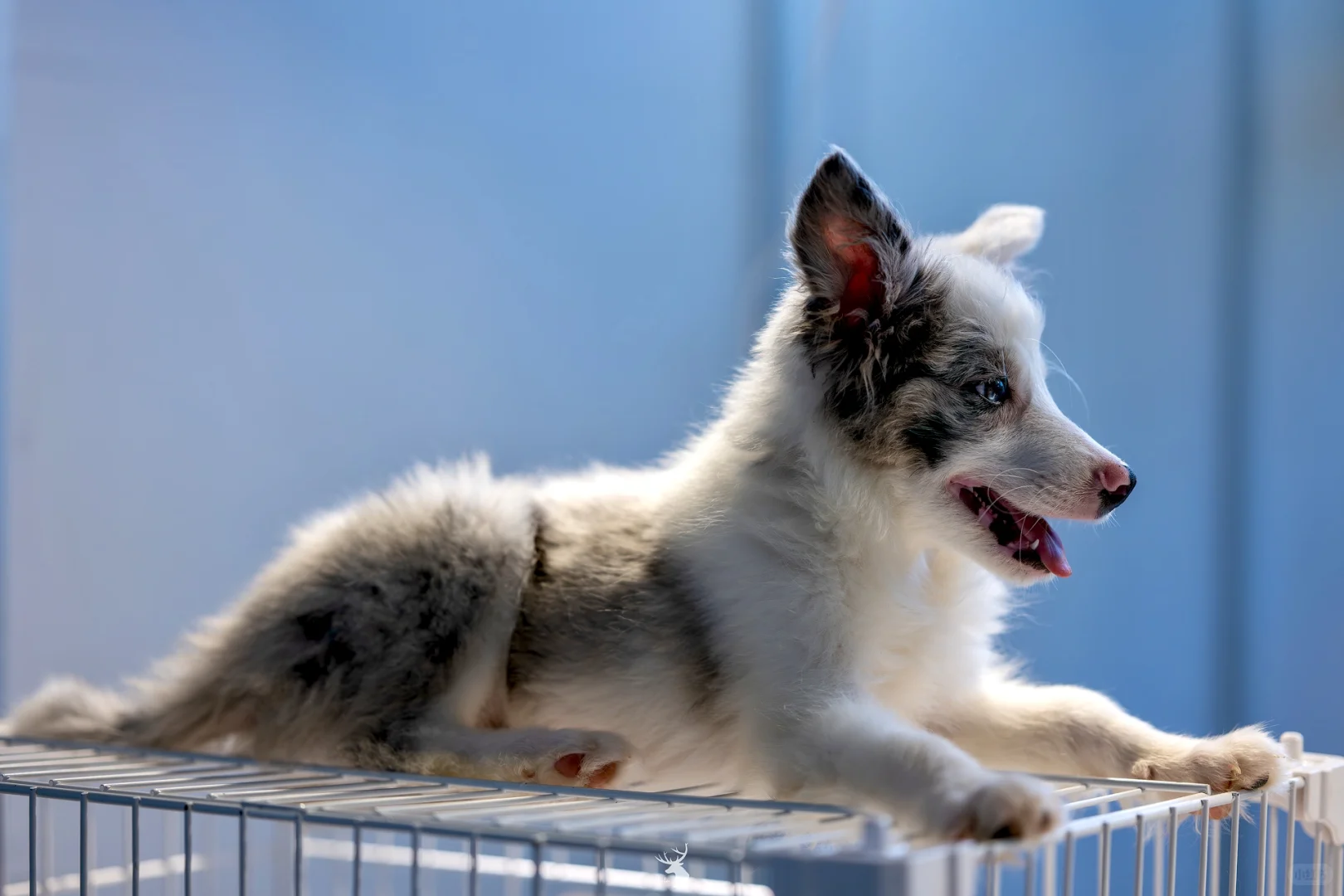 ?? 西安宠物博览会：铲屎官的天堂