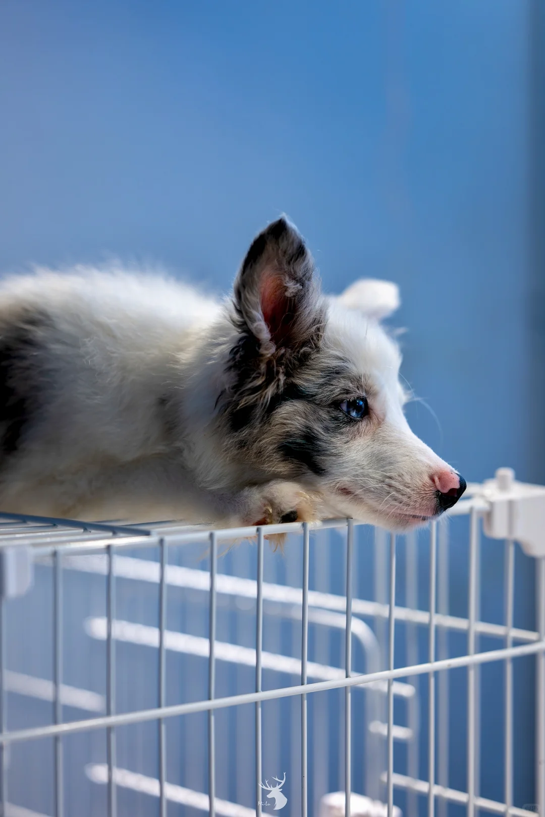 ?? 西安宠物博览会：铲屎官的天堂