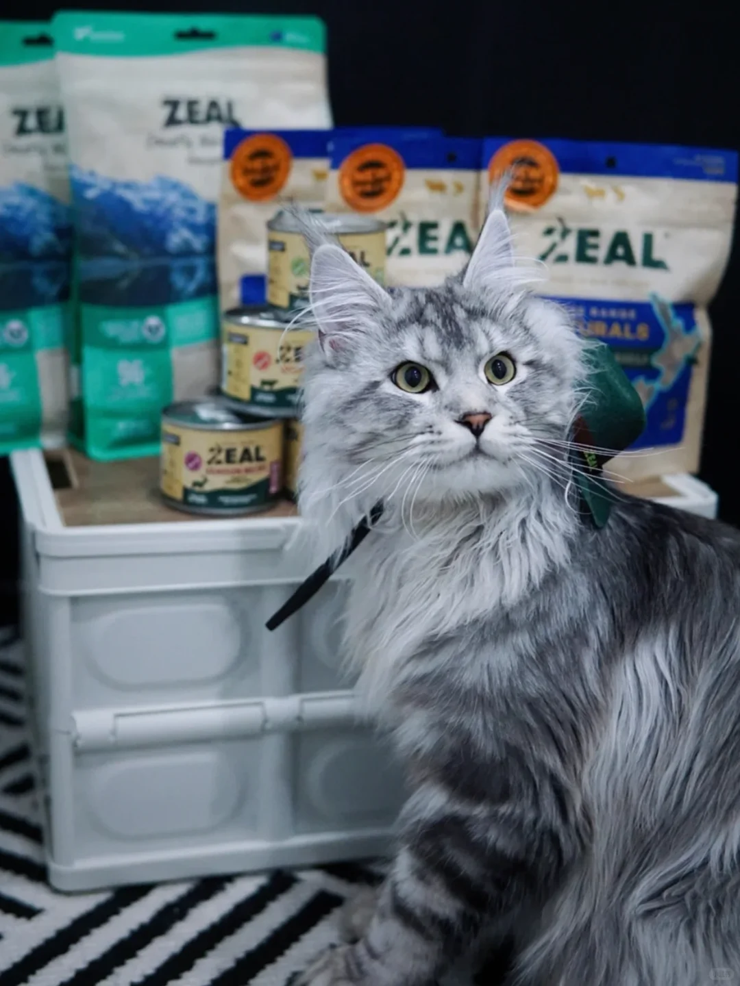 上海宠物展门票没人想要吗?附逛展攻略！