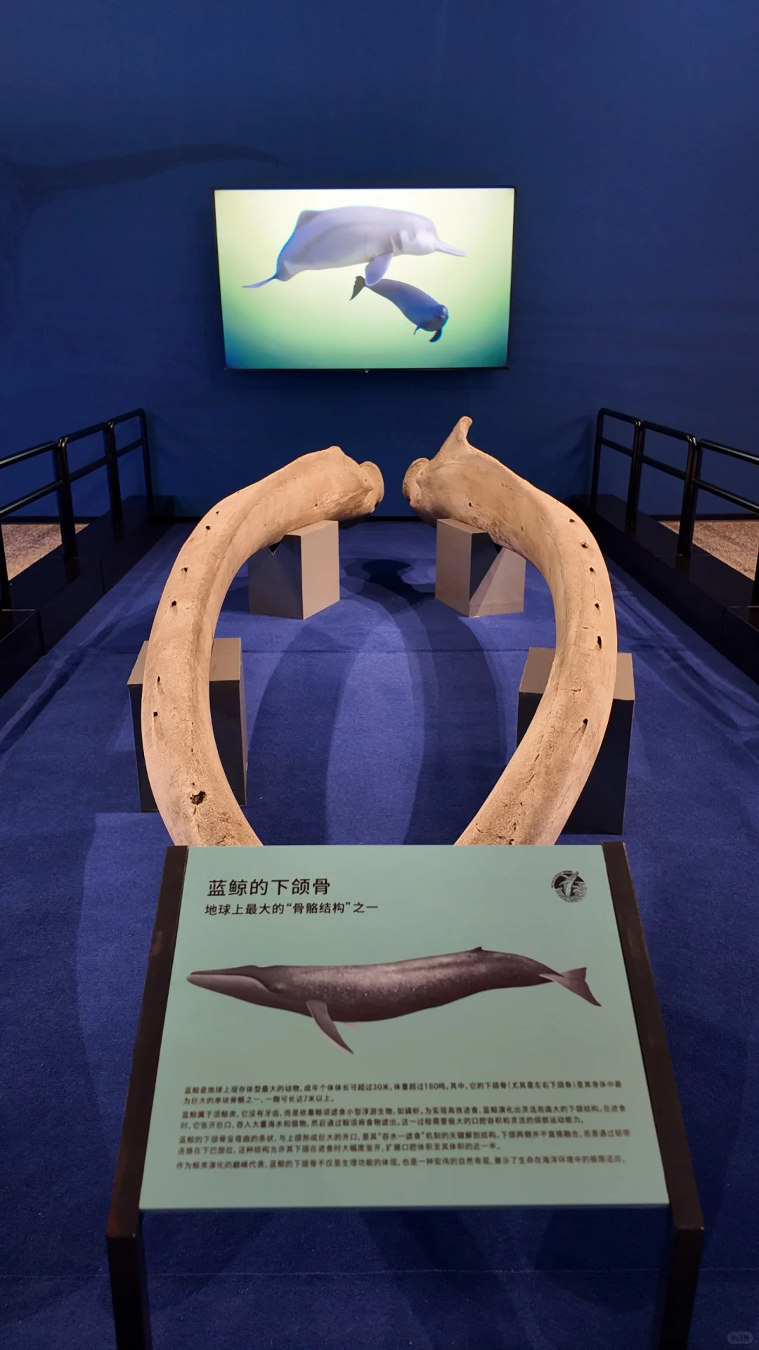 石家庄遛娃丨暑期打卡河博四场临展?