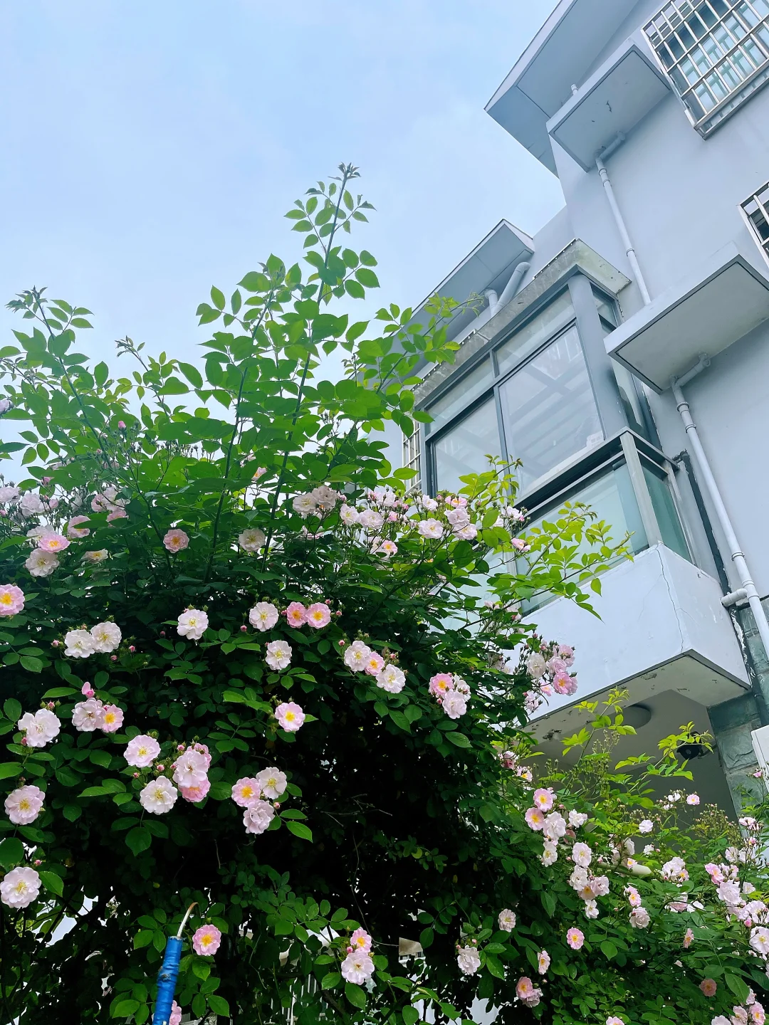 上海国家会展中心的民宿，姐妹们可以冲！！！