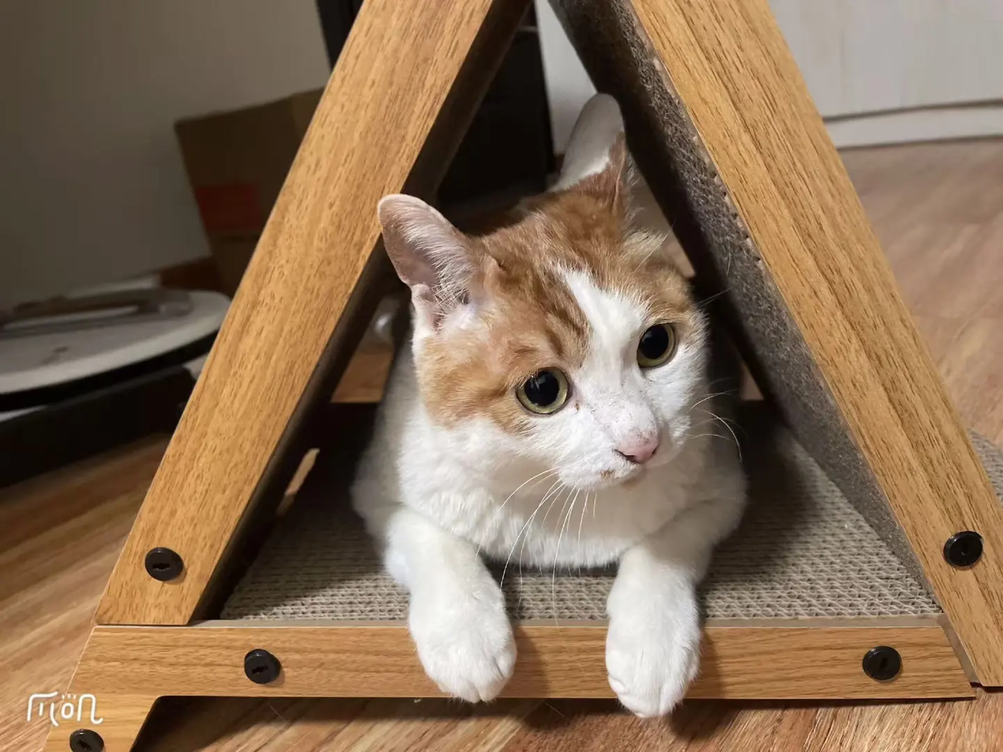 ?南宁铲屎官集合！世界宠物博览会来袭