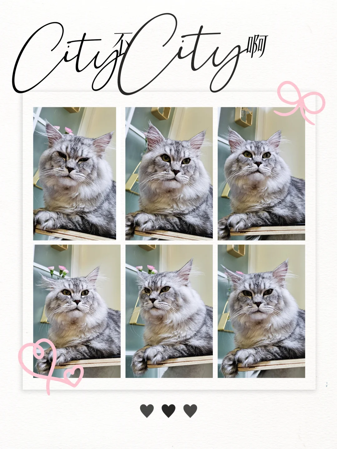 2025香港猫迷博覽會