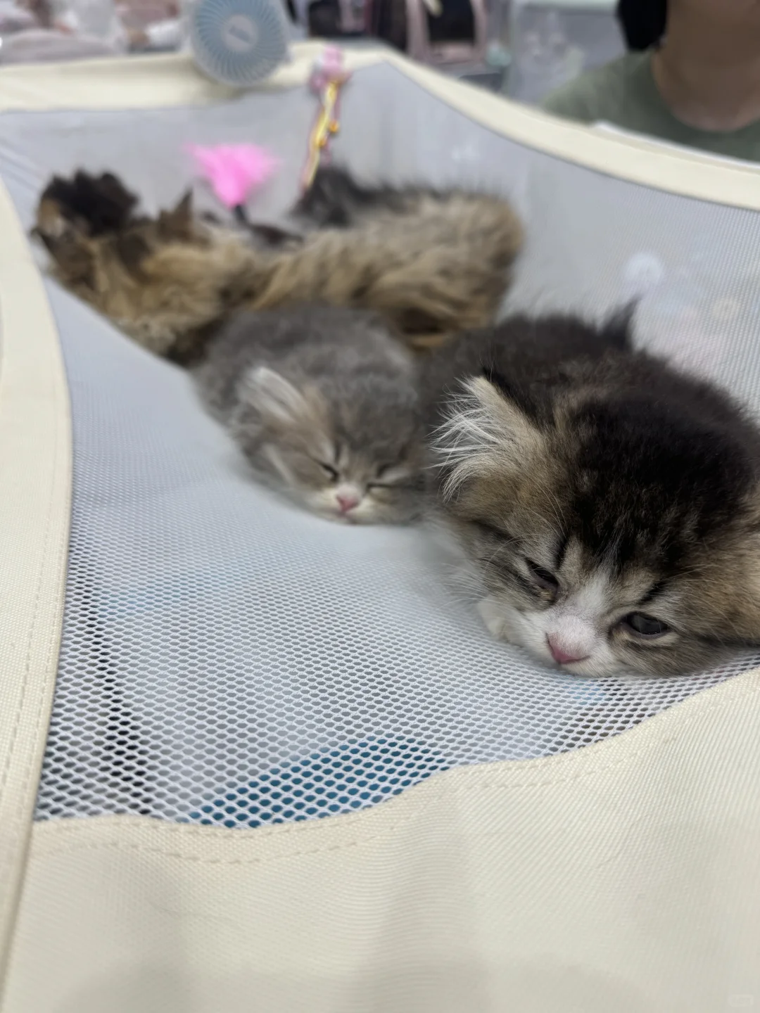 周末出行｜武汉宠物博览会