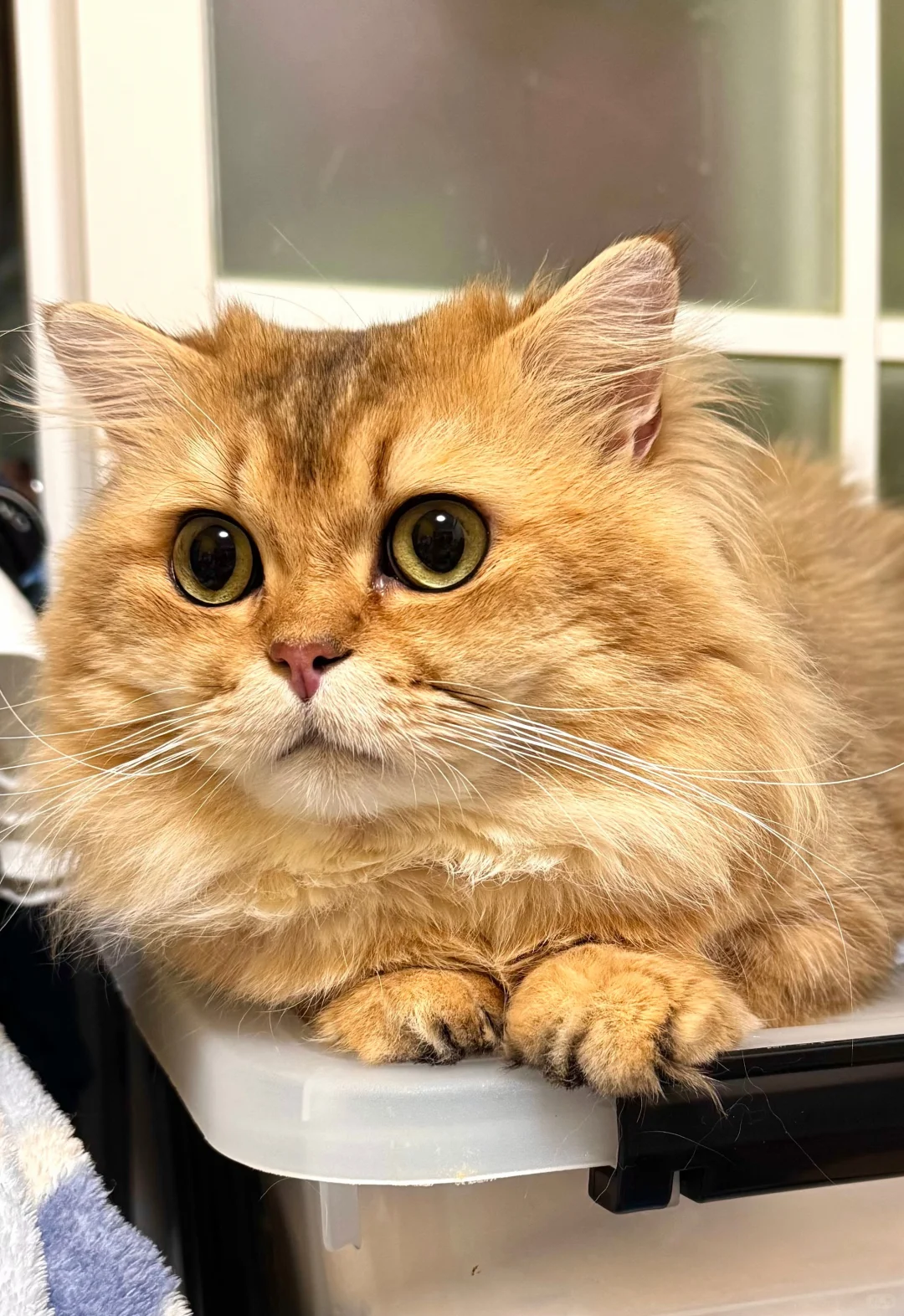 2025香港猫迷博覽會