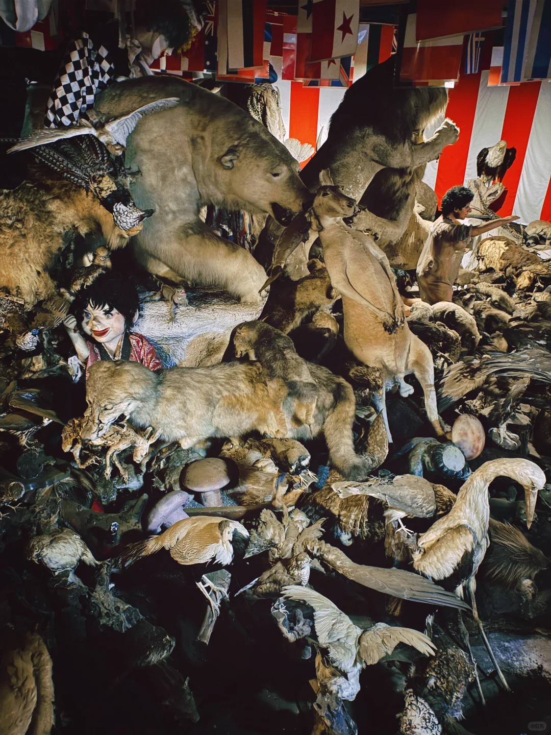 伊豆猎奇博览会系列?