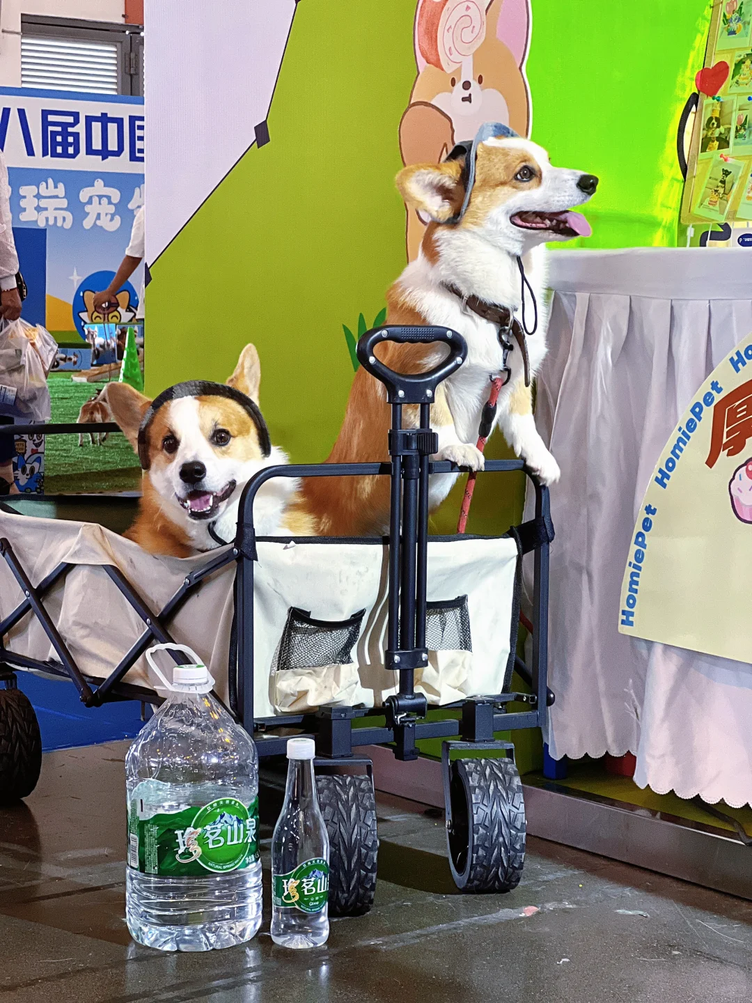 ☕️咖啡醇香?宠物超萌，简直不要太好逛啦！