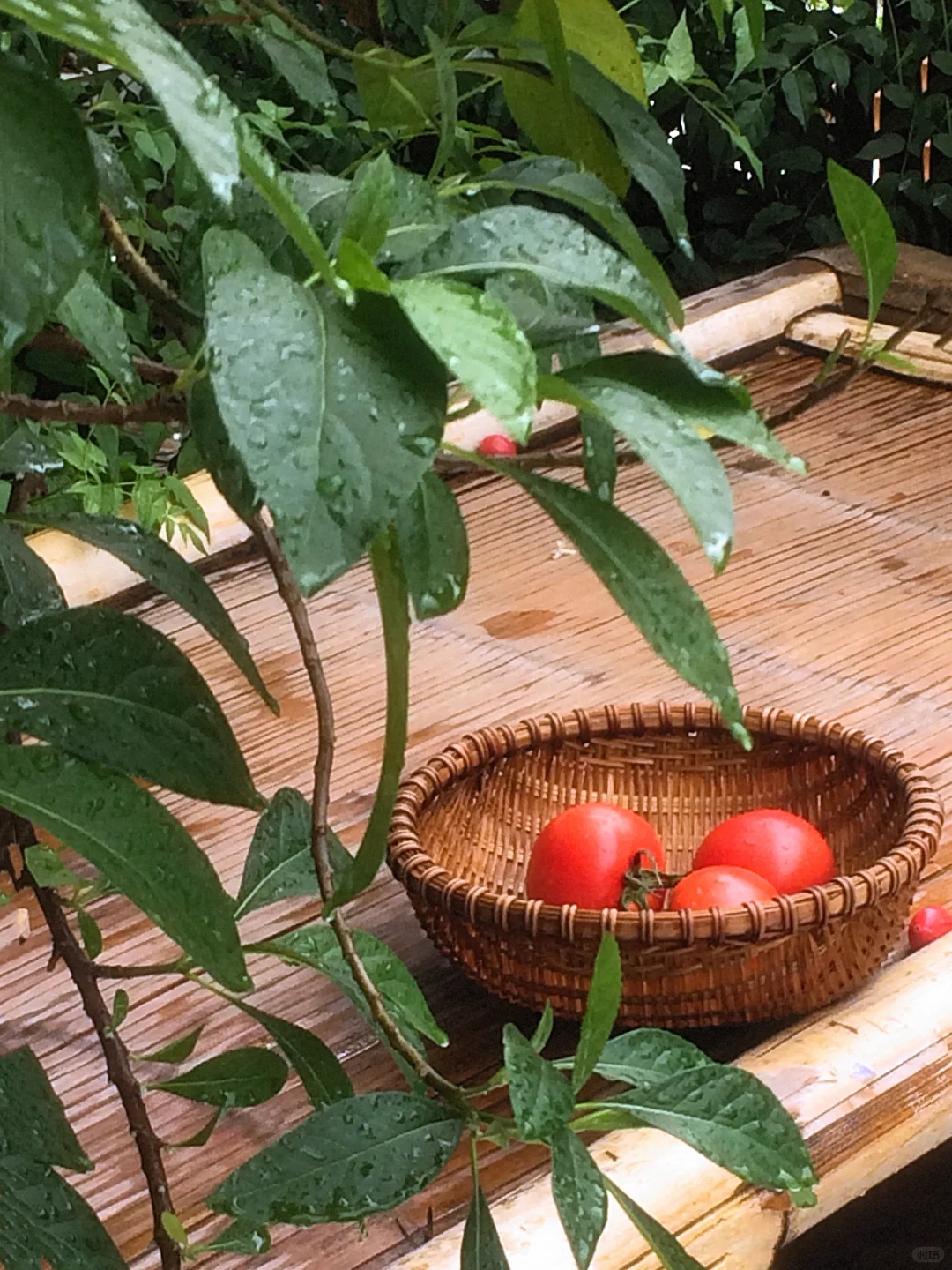 夏日◡̈ ᑋᵉᑊᑊᵒ