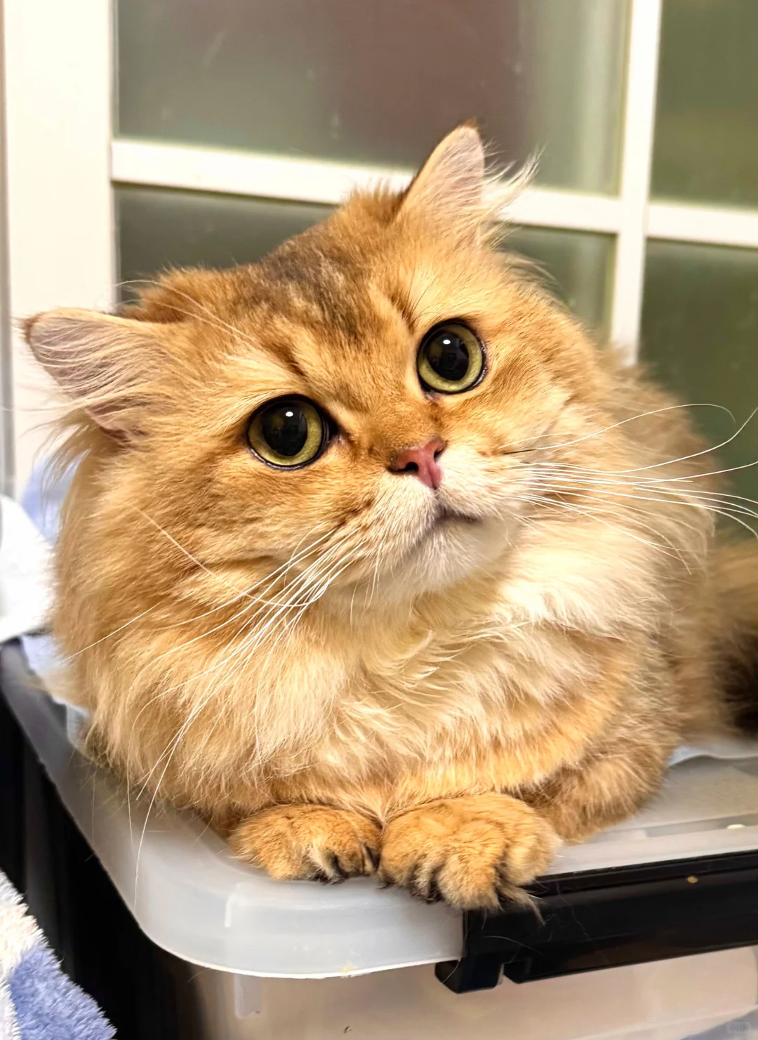 2025香港猫迷博覽會