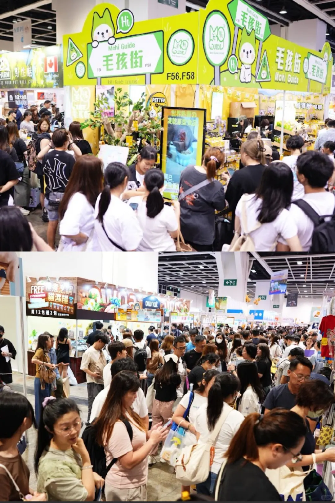 ??吸猫人士别错过香港猫咪博览会‼