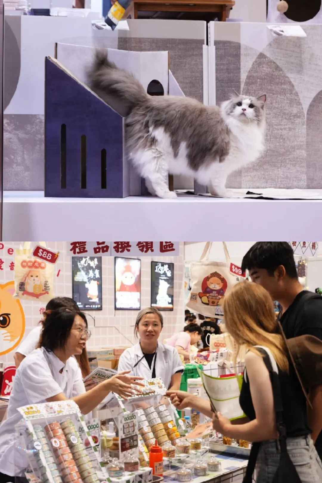 ??吸猫人士别错过香港猫咪博览会‼