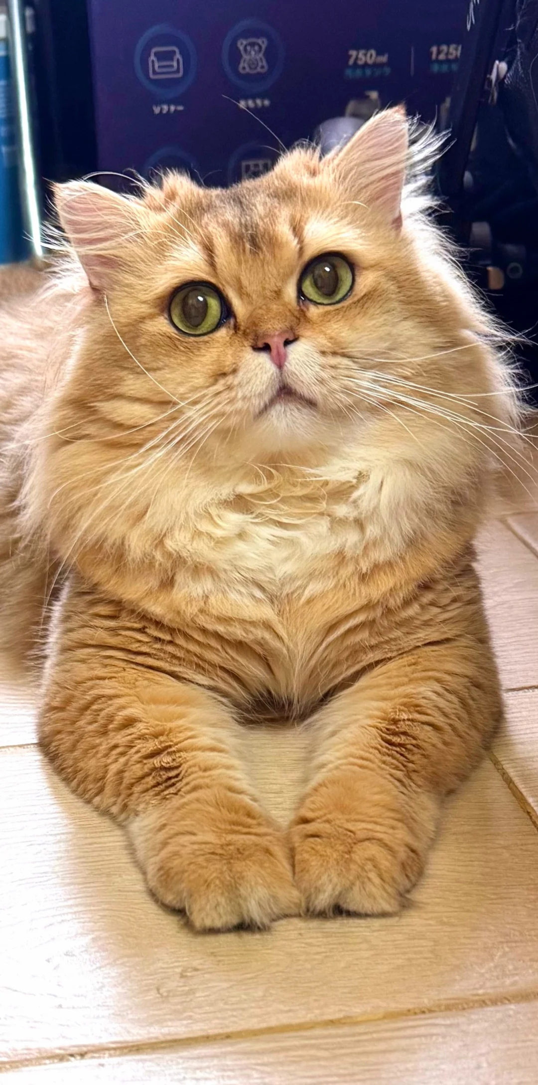 2025香港猫迷博覽會