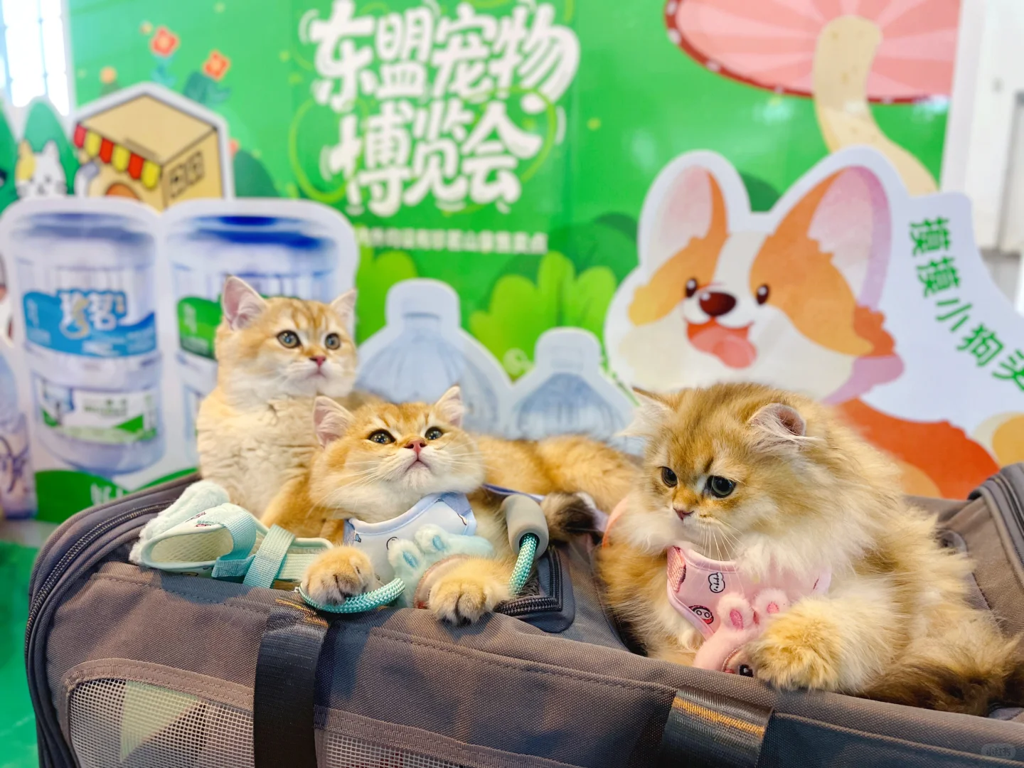 ☕️咖啡醇香?宠物超萌，简直不要太好逛啦！