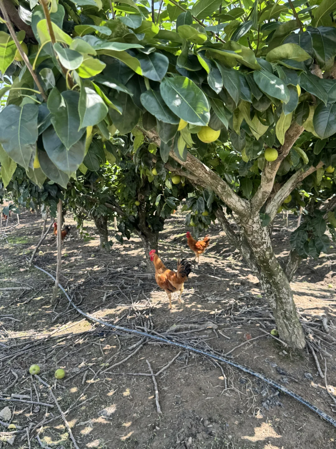 社区团购团长招募