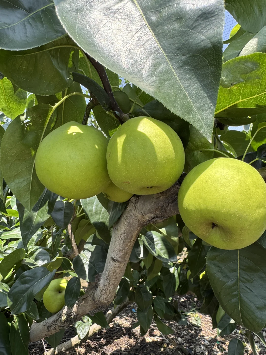 社区团购团长招募